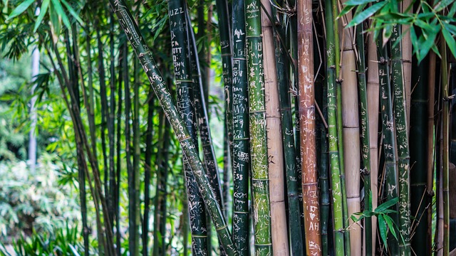achats bambou