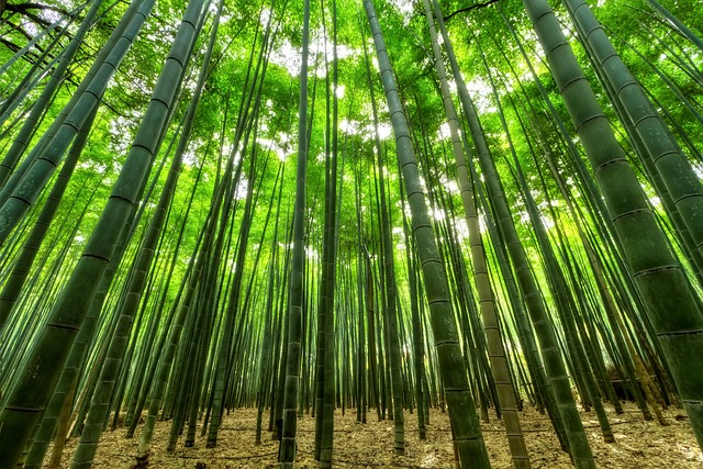 achats bambous